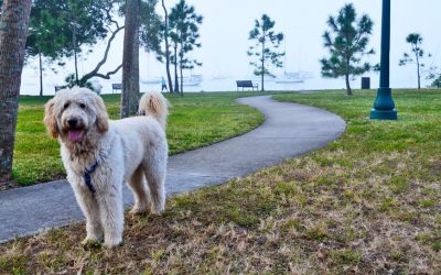 City of Sarasota Animal Regulations
