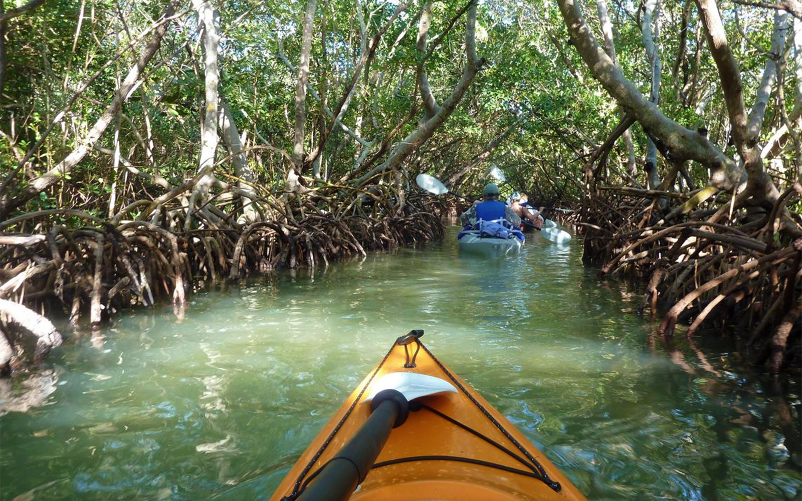 Mangrove Tunnels Lido Key