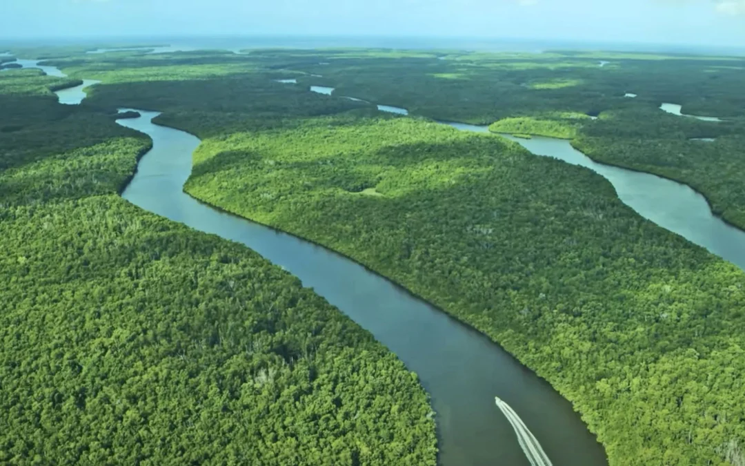 Everglades vs. Big Sugar