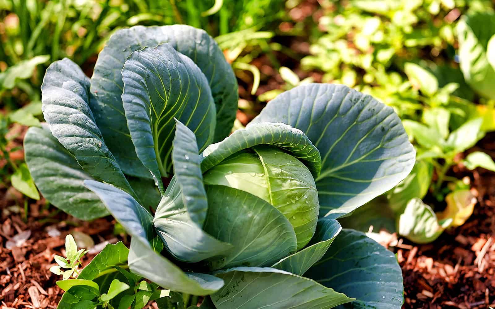 Sarasota Edible Garden Cabbage