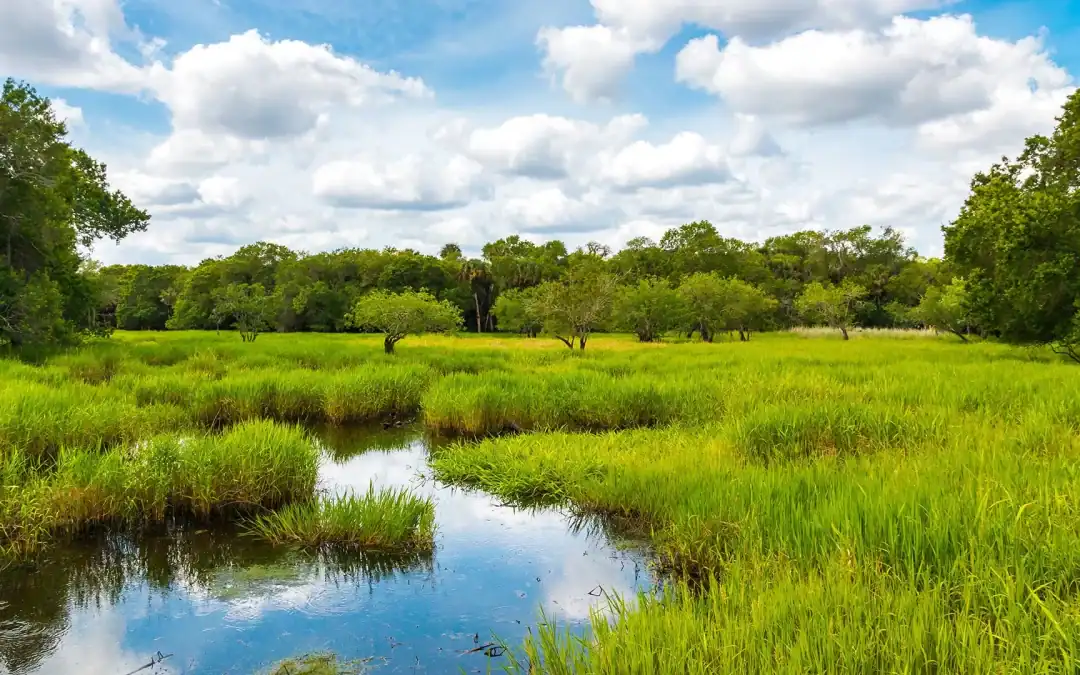 Myakka Wild and Scenic River