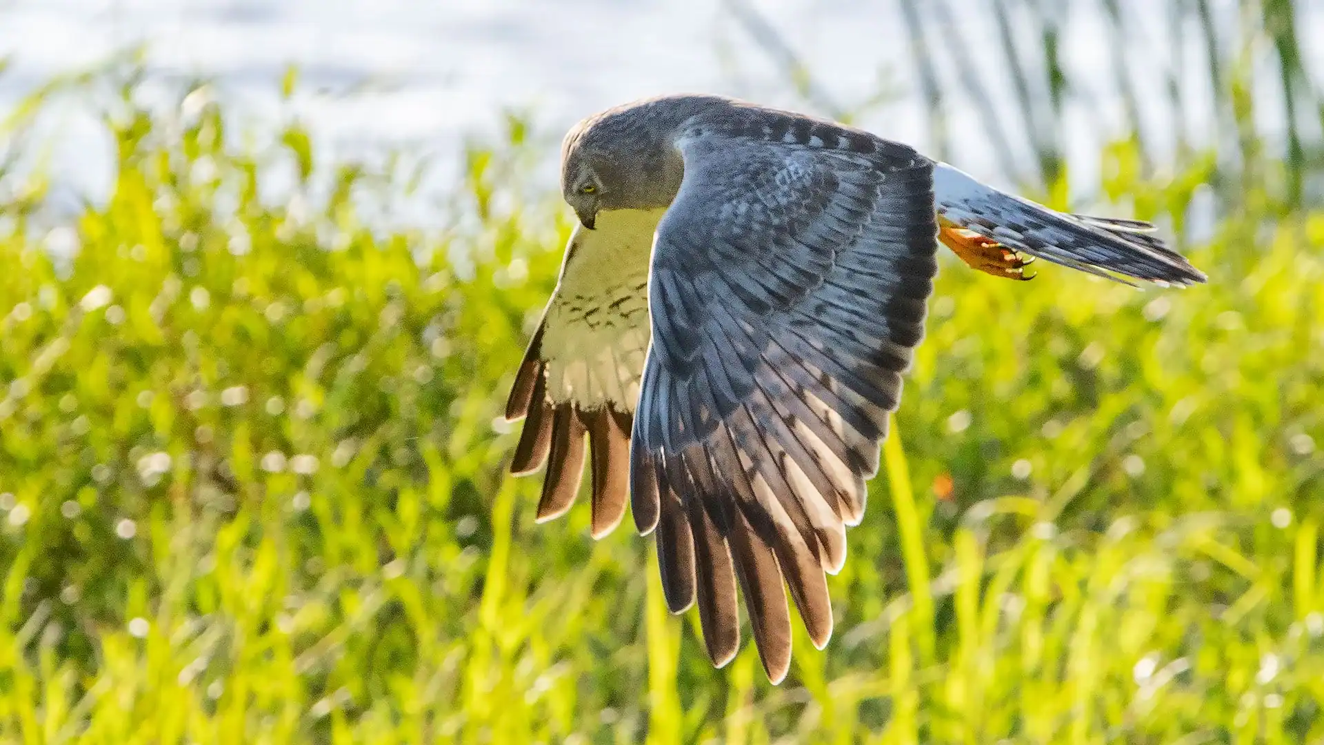Myakka River Hawk near TerraNova
