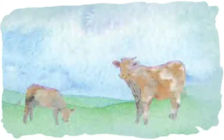TerraNova History: Cattle
