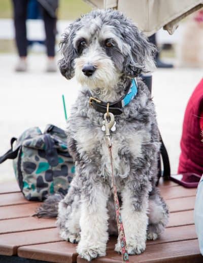 TerraNova Equestrian Center Dogs