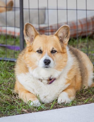 TerraNova Equestrian Center Dogs