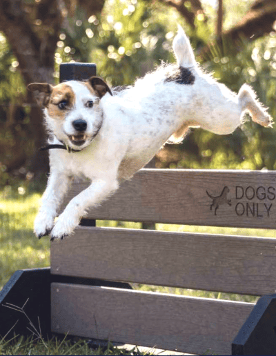 TerraNova Equestrian Center Dogs