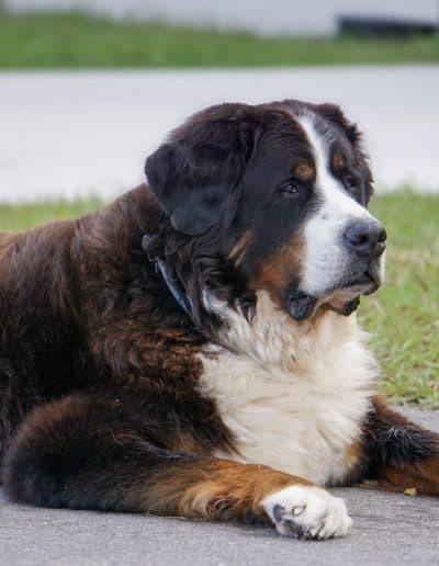 TerraNova Equestrian Center Dogs