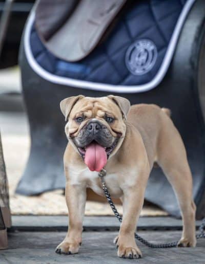 TerraNova Equestrian Center Dogs
