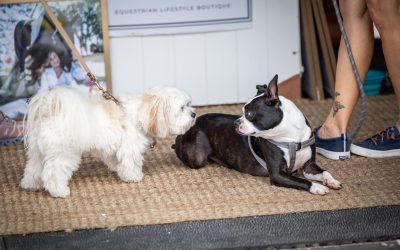 Horse Lovers Love Dogs Too