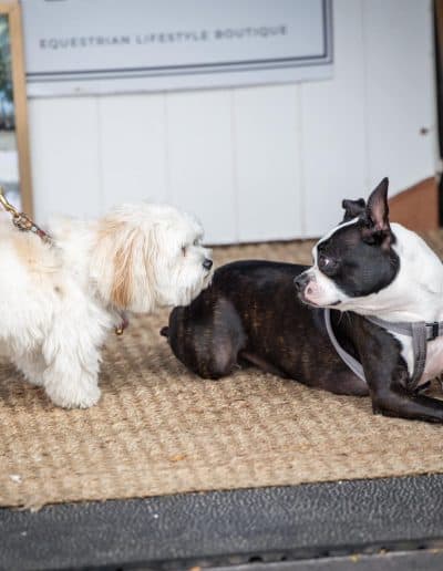 TerraNova Equestrian Center Dogs